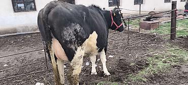 Коровы, быки: Продаю | Тёлка — 3