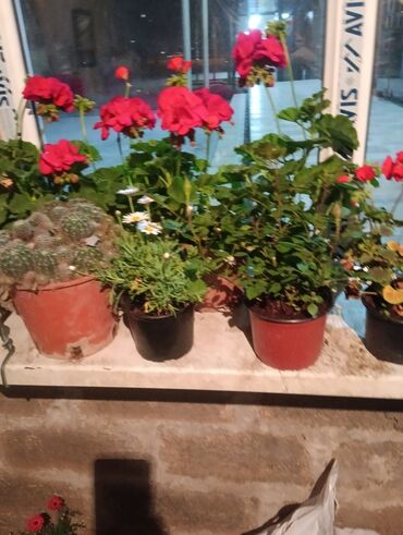 Şitillər: Qazon landşaft #qazon #torf #torf250litrlik Ekolayf #ekolayf balaken — 26