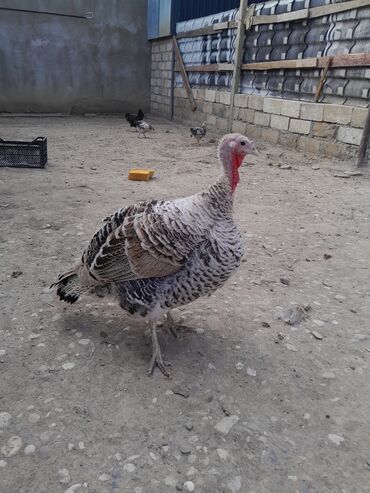 inəyin öd daşı: 1 ana hinduşka 2 bala 9eded 5 aylıq çolpa 6 eded 3 aylıq colpa 1