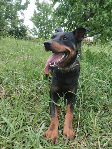 İtlər: Doberman, 1 il, Erkek, Peyvəndli, Ünvandan götürmə, Ödənişli çatdırılma