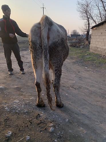 Коровы, быки: Продаю | Корова (самка) | Швицкая | Для молока — 6