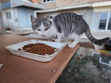 Mačke: Sivobela lepotica traži dom pre zime - Bresplatno U okolini Loznice — 2