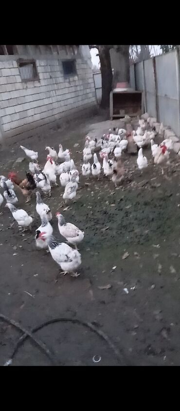 ayam cemani yumurta: Toyuq, Yumurtalıq, Pulsuz çatdırılma