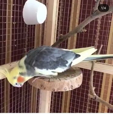 Oyuncaqlar: Taxta qəfəs aksesuarları zoo alemi üçün tebii budaqdan hazirlanir - -da lalafo.az — 9 Oyuncaqlar: Taxta qəfəs aksesuarları zoo alemi üçün tebii budaqdan hazirlanir - — 9