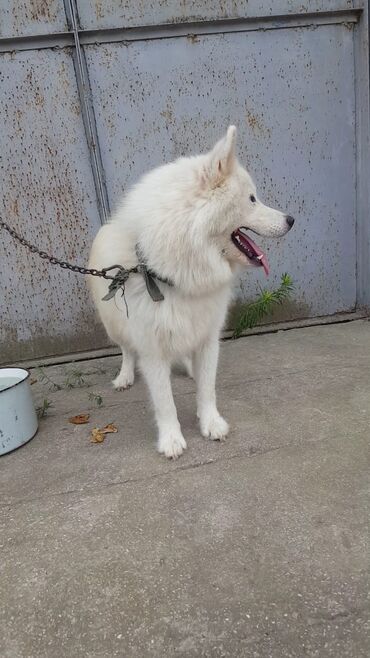 heyvanlarin satisi: Samoyed, 8 ay, Erkek, Peyvəndli, Ödənişli çatdırılma