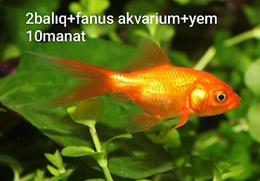 balıq qiyməti: •2 balıq + fanus akvarium+1ayliq yem=10 manat — 1