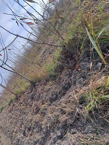 Torpaq sahələrinin satışı: Quba-Xaçmaz ərazisindədir Asvalt yola 5km yaxınlıqda 6 illik karmen — 5
