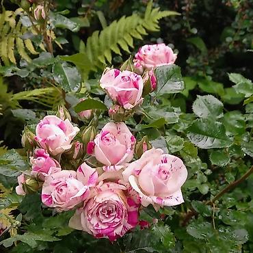 Другие садовые цветы и кустарники: Продаю разные цветы,злаковые: овсяница сизая,мискантус от 200с — 28