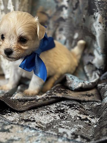 İtlər: Pudel, 2 ay, Erkek, Ödənişli çatdırılma — 19