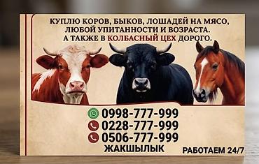 ат: Частное лицо, Колбасный цех : Коровы, быки, Лошади, кони, Бараны, овцы, | Круглосуточно, Любое состояние, Забитый — 1