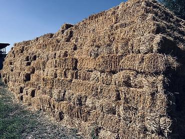 пойтер: Арпа саман камыш аралаш 1400 тук бар — 1