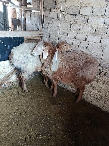 Баран, овца: Продаю | Овца (самка) | Для разведения | Матка — 6