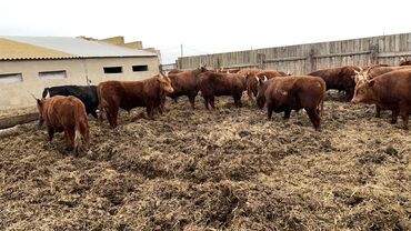 Коровы, быки: Продаю | Бык (самец) | Ангус, Герефорд, Голштин | На откорм, На забой