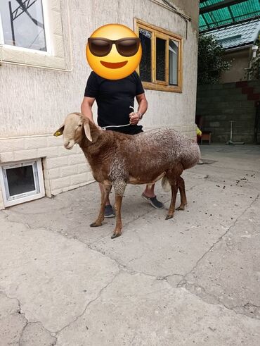 животные для дома: Продаю | Баран (самец) | Арашан