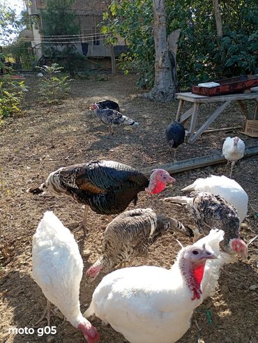 Hinduşka: Dişi, Kanada, Amerika, Damazlıq, Ünvandan götürmə — 4