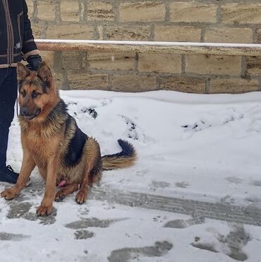 belcika afcarkası: Alman çoban iti, 11 ay, Erkek, Ünvandan götürmə