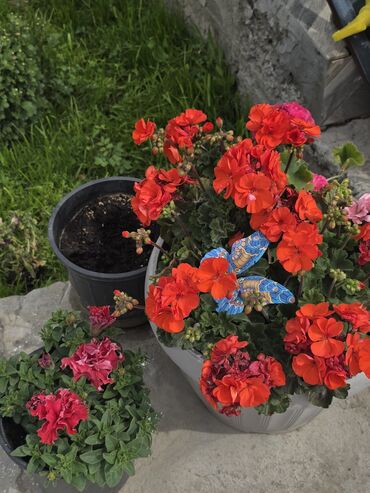 Межкомнатные двери: Чуй обл. Орловка шаарынан чон там сатылат 17 сотка жер аянтчасы менен — 29