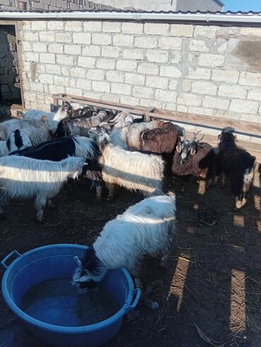 Keçi, çəpiş: Qurbanlıq Çəpiclər və Quzular satılır. Çəpic əti 15 AZN, Quzu əti 18