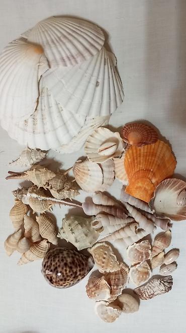 ağ xasqi: Akvarium üçün dəniz qabıqları kolleksiyası. Hamısı birlikdə satılır — 2