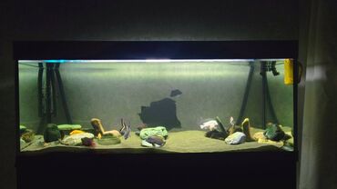 serpme tor satilir: Akvarium-şkaf, Balıqlarla birlikdə, 500 l