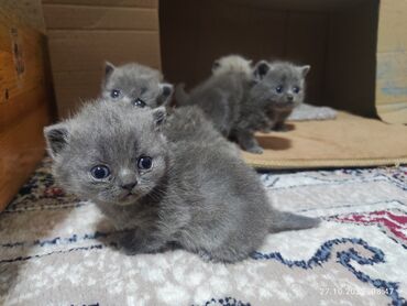 бурманская американская кошка: Шотландские котята (шотландская порода) вислоуха - Окрас