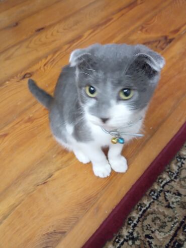 pişiklər ucun: 💎 Scottish Fold erkək pişik – 6-7 aylıq, çox sakit və mehriban 💎