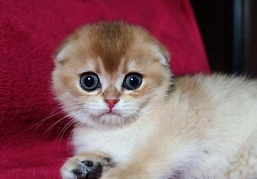 Продажа кошек: Скотиш Фолд (Шотландская вислоухая), 2 месяца, Мальчик, Золотая шиншилла — 3