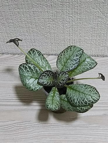 Другие комнатные растения: Эписции 10 сортов. Крупные детки, некоторые с бутонами. Цветут — 8