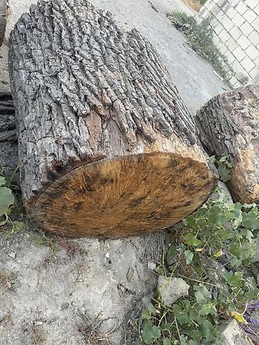 2 ci əl yolka: 🌳 ƏSL PALID KÖTÜKLƏRİ SATILIR! 🌳 Belə kötüklər hər yerdə tapılmır! — 4