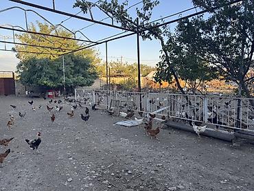 kənd toyuqlarının satışı: Beçələr satılır. Qiyməti 13 manat Ünvan: Şəki Göybulaq kəndi - — 6