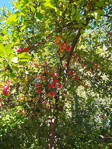 Продажа участков: 44 соток — 1