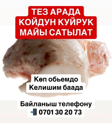 Мясо, рыба, птица: ТЕЗ АРАДА КОЙДУН КУЙРУК МАЙЫ САТЫЛАТ Көп обьемдо Баасы келишим түрдө