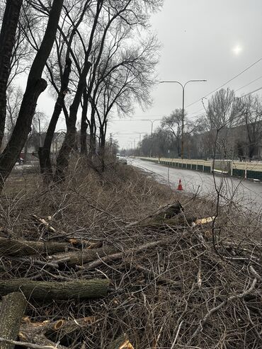 Дрова: Дрова Карагач, Самовывоз