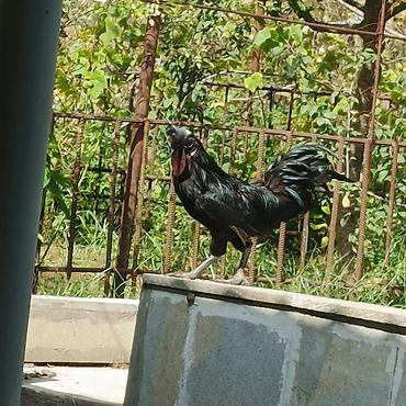 toyuq növləri: Produkt: Ayam Cemani cross
Xoruz: 100 AZN 
Toyuq 85 AZN — 1