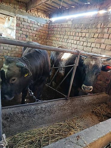 Коровы, быки: Продаю | Бык (самец) | На откорм | Привязанные — 3