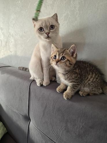 heyvan pişik: Tabbi — 3