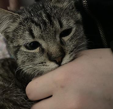 Отдам даром кошку: 🐾 Ищу добрый дом для Серого 🤍 Мальчик, примерно 2 года. Домашний — 2