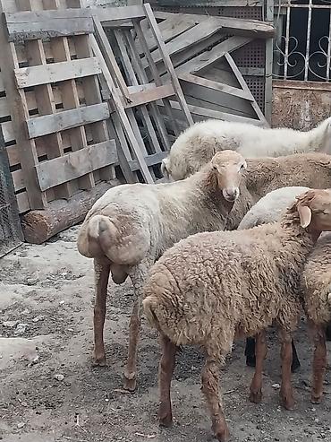 quzu qiyməti: Beyləqan quzuları
super kökdülər, diri çəki -10m — 7