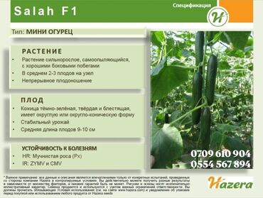 Овощи: Семена овощей: Помидоры, Огурцы, Лук, Самовывоз, Бесплатная доставка, Платная доставка — 12