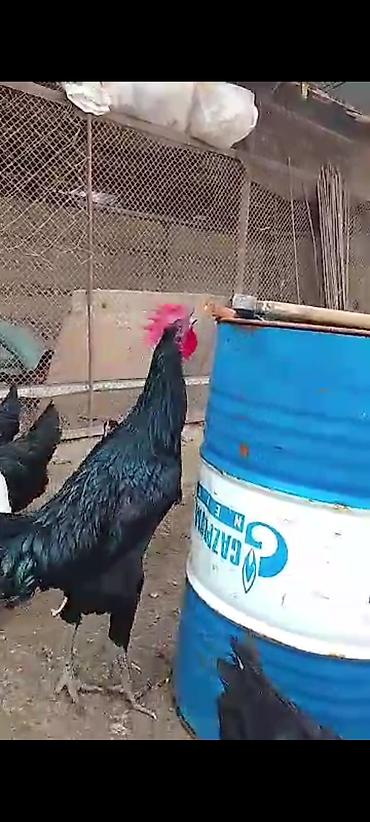 Куры, петухи: Продаю | Петух | Для разведения — 11