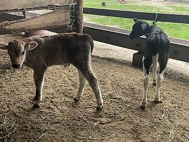 Коровы, быки: Продаю | Бык (самец), Тёлка | Для разведения — 16