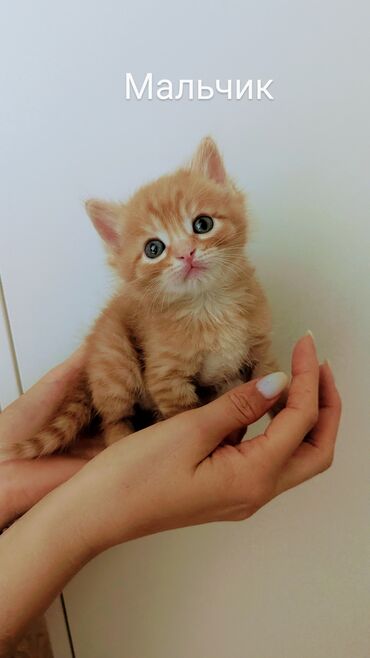 черные котята: Кошка даром: Беспородная, 1 месяц, Мальчик, Приучена к лотку