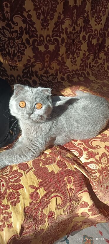 pişik səbəti: Scottish Fold cinsindən boz rəngli pişik. Bu pişik böyük, kəhrəba