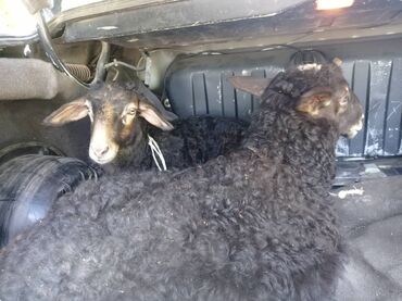 Бараны, овцы: Продаю | Ягненок, Баран (самец) | Полукровка | Для разведения, Для шерсти