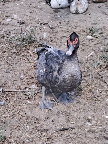 Quş: Salam lal ördəklər satılır .Fərələr 25 xoruzlar 35 azn .Fərələr — 4