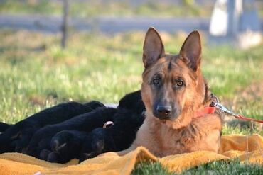 Собаки: Предлагаются на продажу щенки немецкой овчарки,длинношёрстные и