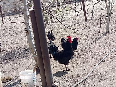 Toyuqlar: Toyuq, Australorp, Damazlıq, Ünvandan götürmə — 3