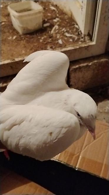 lalafo goyercin satisi: Ev göyərcinleri tek tek gotren olsa Ayr qiymet olacay hamsn gotren — 6