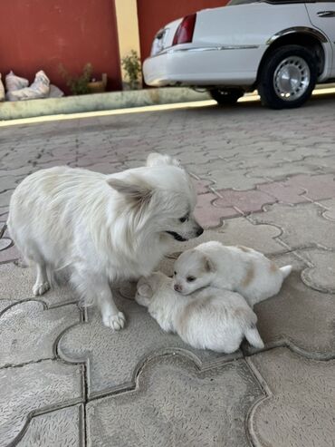 собака бу: Şpitz, 2 ay, Dişi