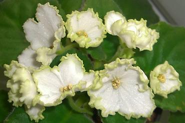 Фиалки и глоксинии: 🌱🌺🌱 Продаю сортовые ДЕТКИ стандартных, трейлерныхмини и полумини — 12